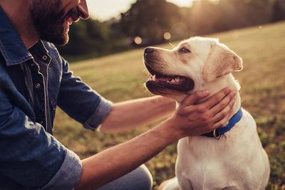 5 Reasons To Give Your Dog CBD