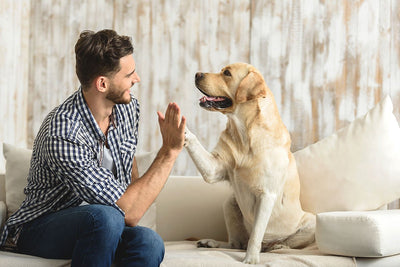 CBD Oral Products You Can Give To Your Dog