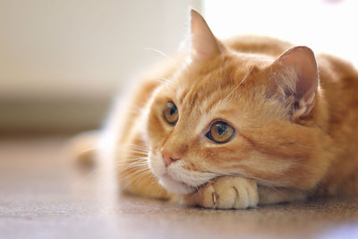 Caring For Your Cat With CBD Infused Pet Products