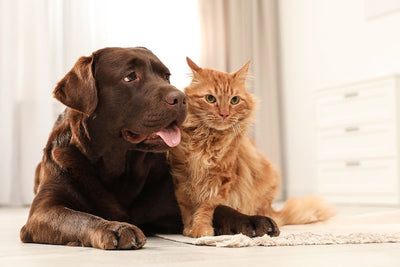 Use CBD Living Pet Calming Water Booster to Keep Your Pet Happy